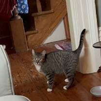 Thumbnail photo of Crinkle #1