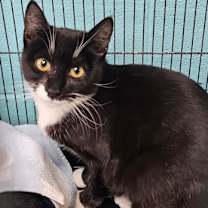 Thumbnail photo of Shykin #1