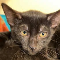 Thumbnail photo of Goblin #2