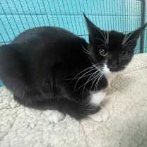 Thumbnail photo of Shykin #2