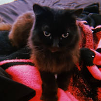 Thumbnail photo of Sombra #1