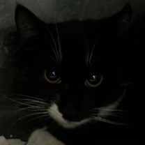 Thumbnail photo of Shykin #3