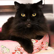 Thumbnail photo of Sombra #2