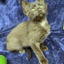 Thumbnail photo of Mario #2