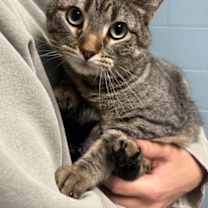 Thumbnail photo of Cheeks #1