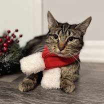 Thumbnail photo of Turkey #2