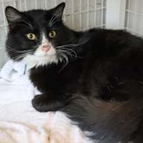 Thumbnail photo of Mr. Spaghetti #3