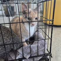 Thumbnail photo of Stormy #2