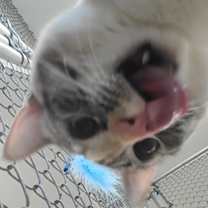 Thumbnail photo of Rowan #3