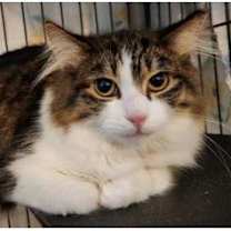 Thumbnail photo of Butter (& Peanut) #1