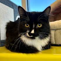 Thumbnail photo of Shabu Shabu #1