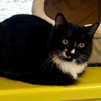 Thumbnail photo of Shabu Shabu #2