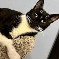 Thumbnail photo of Misty #2