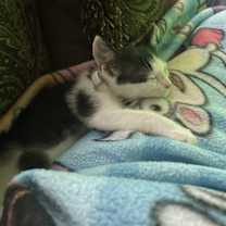 Thumbnail photo of Kitty #1