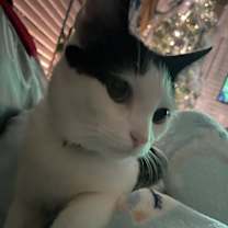 Thumbnail photo of Kitty #2