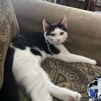 Thumbnail photo of Kitty #3