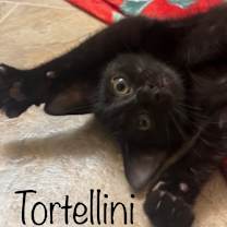 Thumbnail photo of Tortellini #1