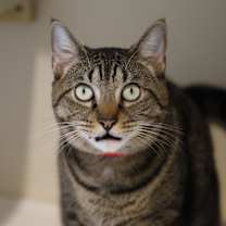 Thumbnail photo of Koi #1