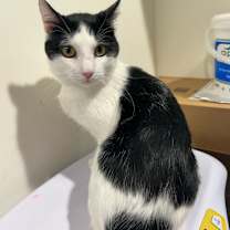 Thumbnail photo of Coconut #2