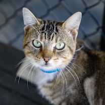 Thumbnail photo of Tito #3