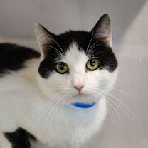 Thumbnail photo of Coconut #3