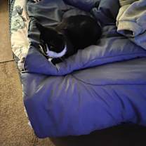 Thumbnail photo of Kitty #2