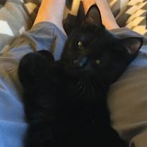 Thumbnail photo of Shadow #3