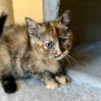 Thumbnail photo of Hazel #1