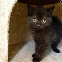 Thumbnail photo of Coal #1