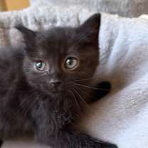 Thumbnail photo of Coal #2