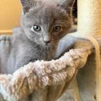 Thumbnail photo of Ash #2