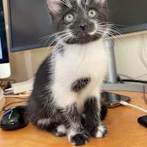 Thumbnail photo of Ember (Bonded with Sorrel) #1