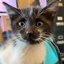 Thumbnail photo of Ember (Bonded with Sorrel) #2