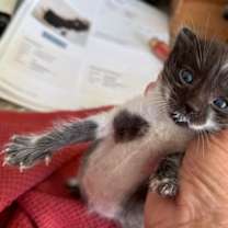 Thumbnail photo of Ember (Bonded with Sorrel) #3