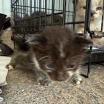 Thumbnail photo of Ember (Bonded with Sorrel) #4