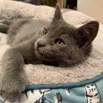 Thumbnail photo of Guliver #1