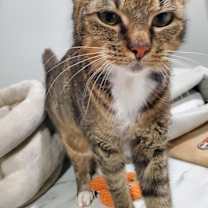 Thumbnail photo of Mittens #2