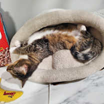 Thumbnail photo of Mittens #3