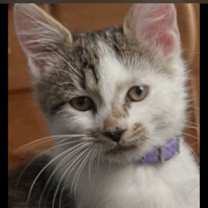 Thumbnail photo of Wolfe L #1