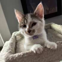 Thumbnail photo of Wolfe L #2