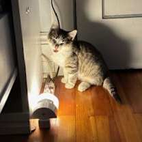 Thumbnail photo of Wolfe L #3