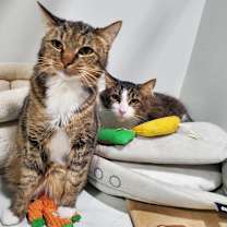 Thumbnail photo of Buttons #1