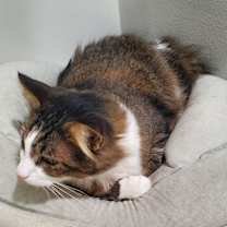 Thumbnail photo of Buttons #3