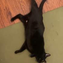 Thumbnail photo of Yoshino (Cupcake) #3