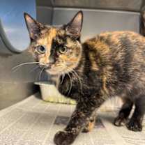 Thumbnail photo of Moose #1