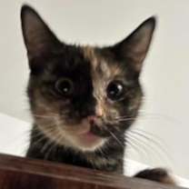 Thumbnail photo of Moose #3