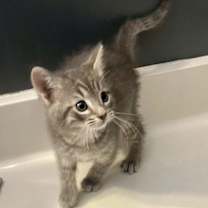 Thumbnail photo of Pigeon #2