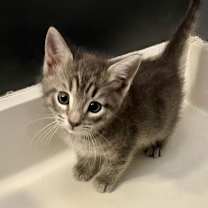 Thumbnail photo of Pigeon #3