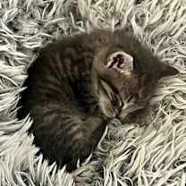 Thumbnail photo of Pigeon #4