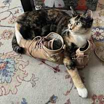 Thumbnail photo of Momo #1